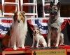 Lassie, Uggie y Rin-Tim-Tin